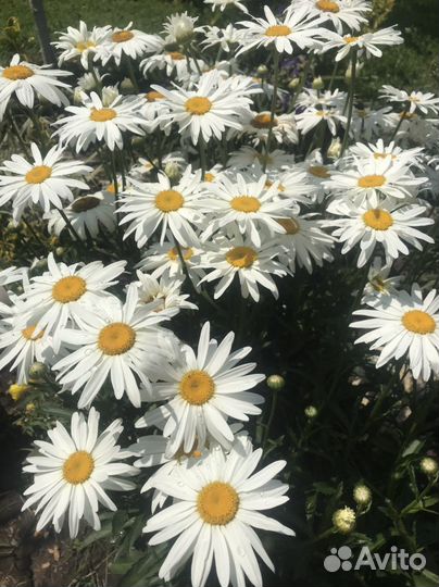 Ромашка садовая