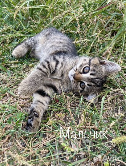 Котята в добрые руки 2 месяца