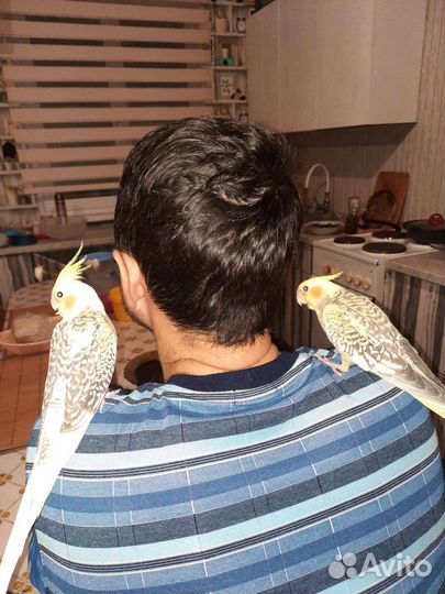 Попугай корелла птенцы выкормыши