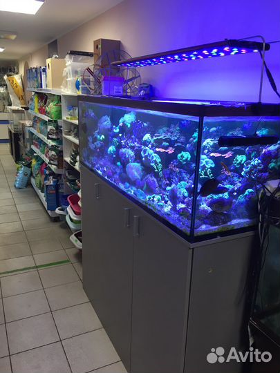 Аквариумные рыбки и растения в Краснодаре