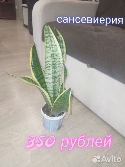 Сансевиерия