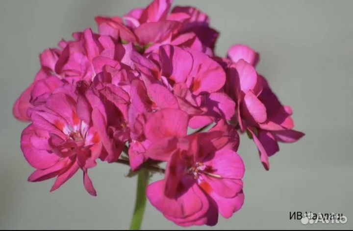 Пеларгония Ив Чардаш