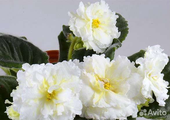 Фиалки-детки