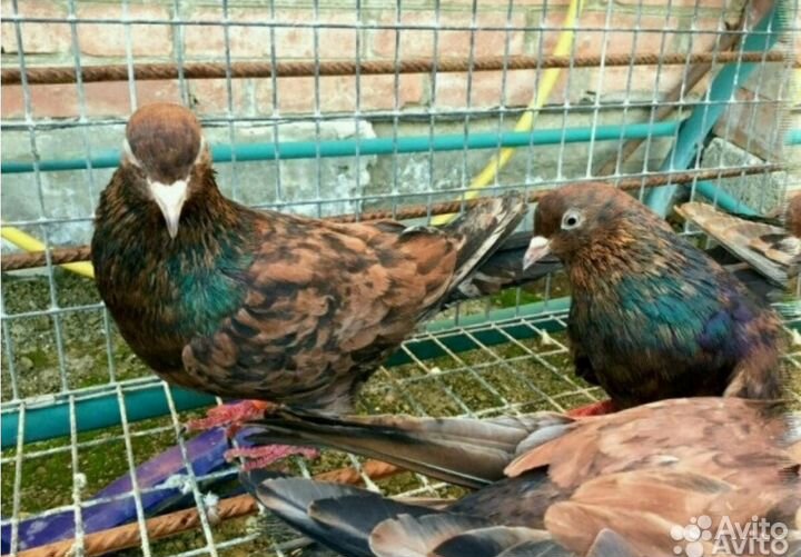 Продаю Голубей в г.Армавире