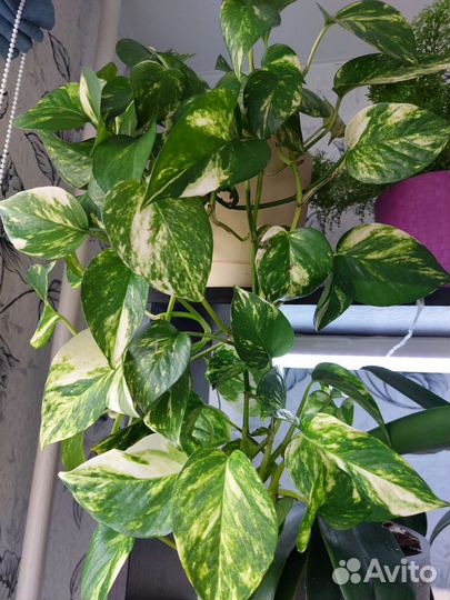 Сциндапсус