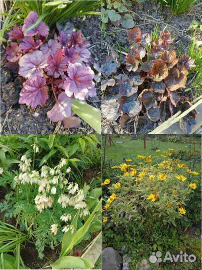 Цветы для сада