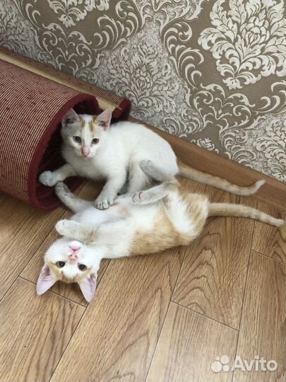 Отдаются коты в добрые руки. Два мальчика