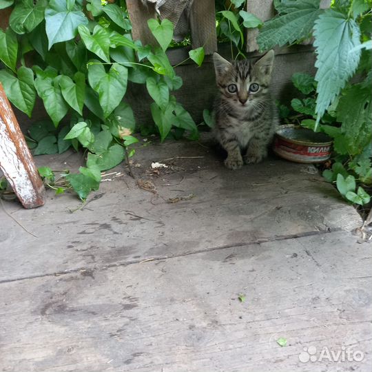 Котёнок