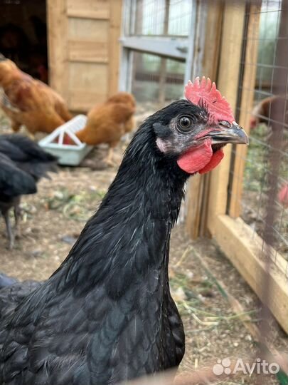 Петух петухи