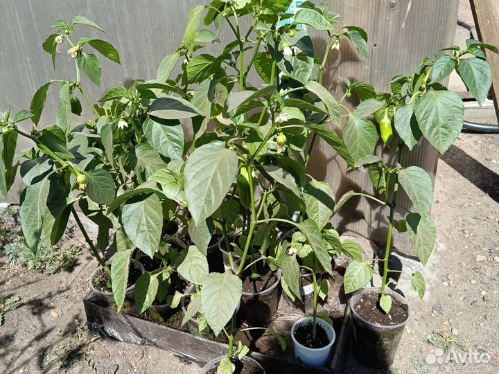 Перец Бутуз, Геракл