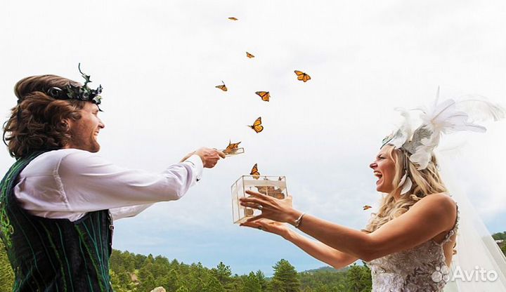 Франшиза Салюты из Живых Тропических Бабочек 2538