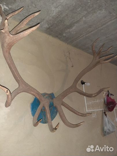 Рога оленя