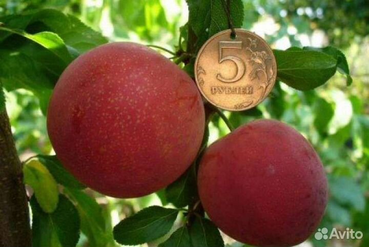 Алыча Путешественница