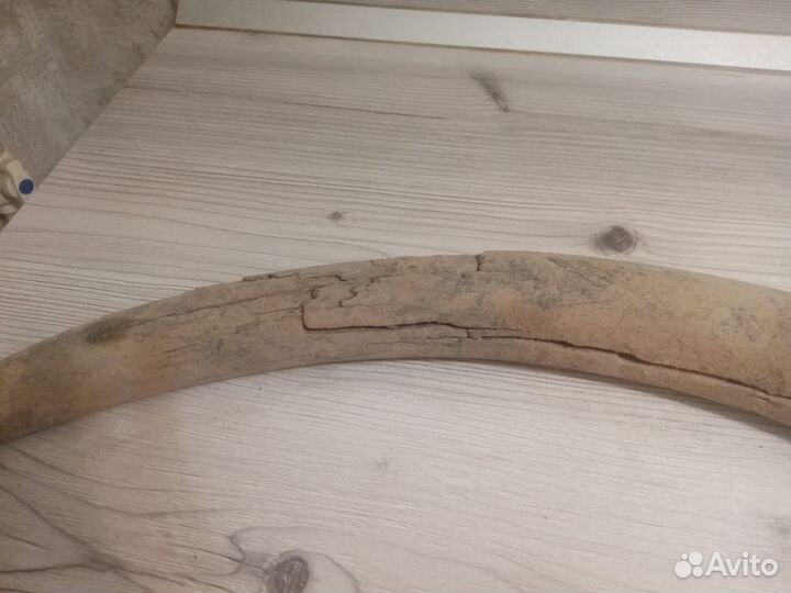 Продам бивень мамонта