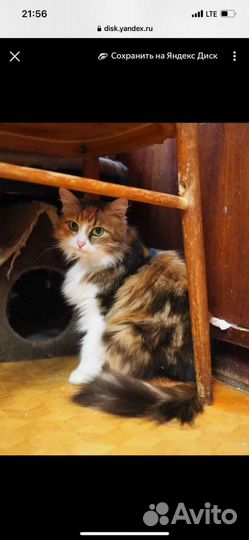 Зеленоглазое чудо Муся