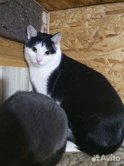 Большой, молодой кот