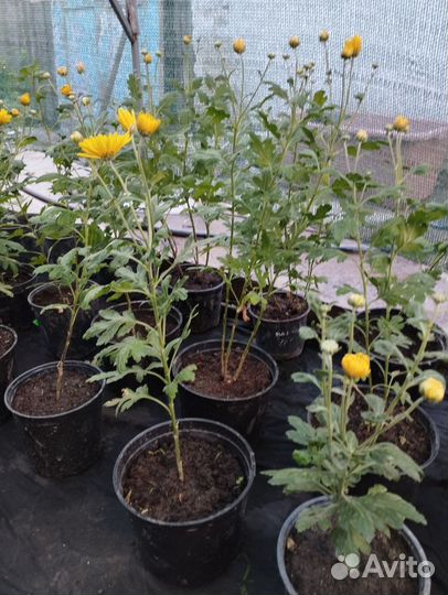 Хризантема жёлтая ранняя