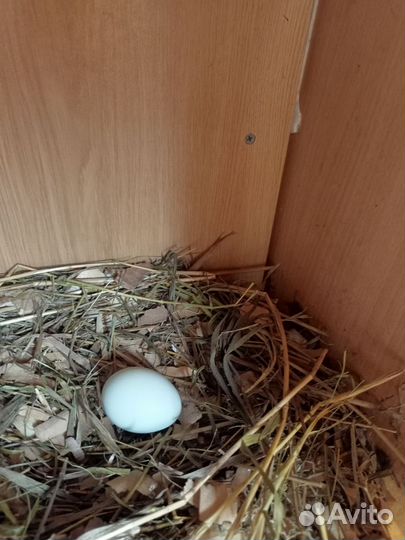 Ухейлюй инкубационное яйцо