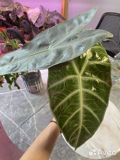 Локо, кортхалси, стингрей