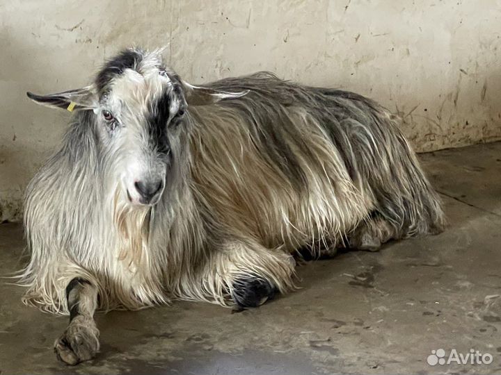 Козы дойные