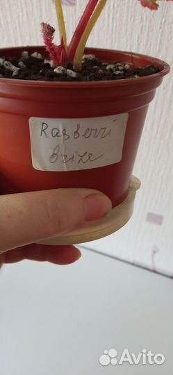 Фикус Лирата Бомбино черенки.Бегония сортовая