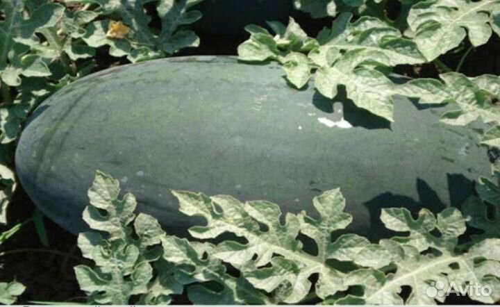 Семена Арбуза