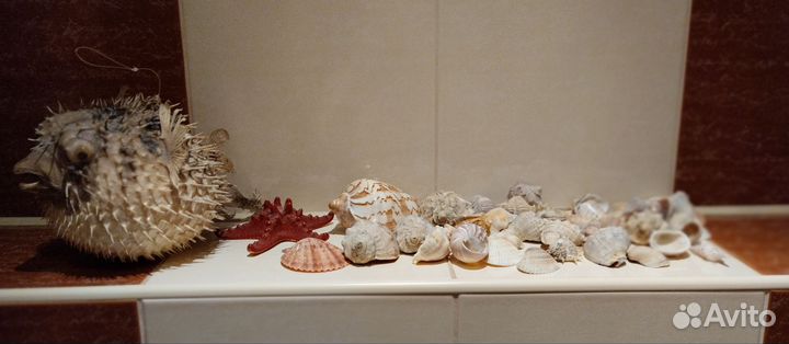 Морской еж ракушки