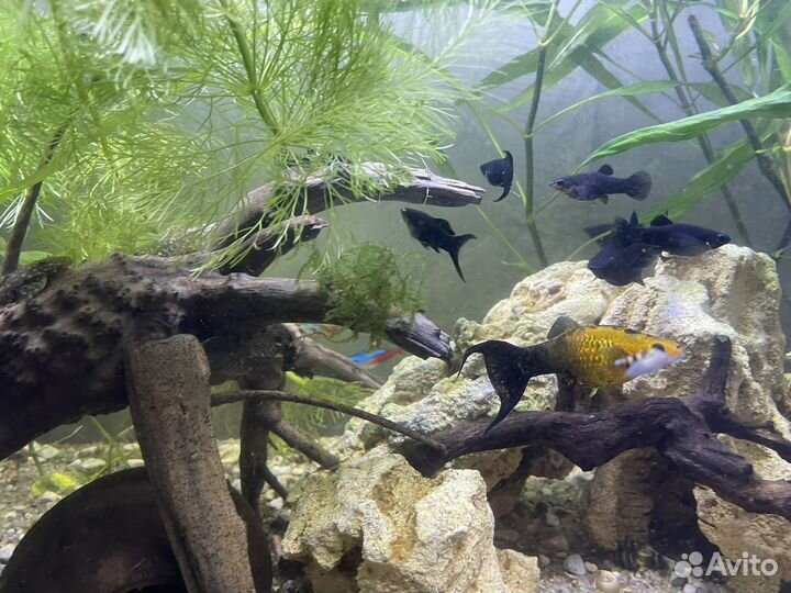 Рыбки, улитки, растения