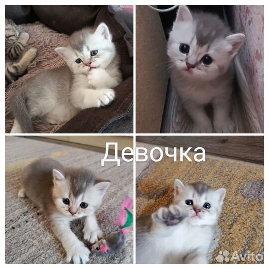 Шотландские котята