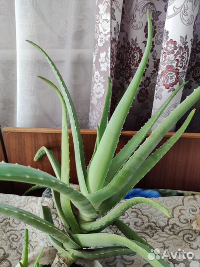 Цветущие кактусы эхинопсис агава эпифиллум алоэ