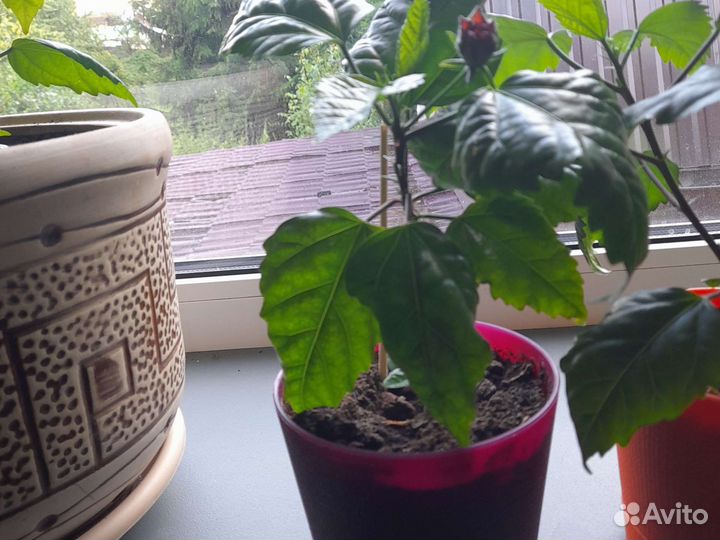 Гибискус китайская роза