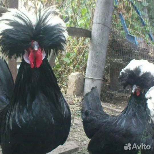 Инкубационное яйцо