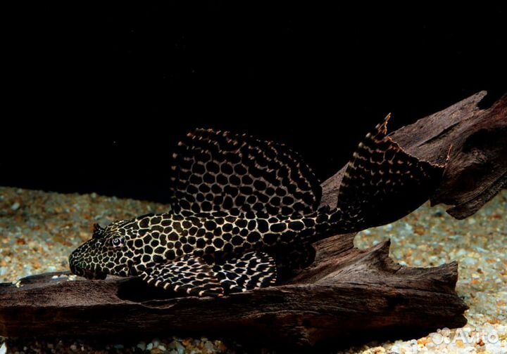 Сом парчовый подростки/крупные