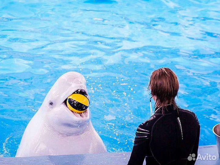 Экскурсия — Адлер — Экскурсия вБольшой сочинский д