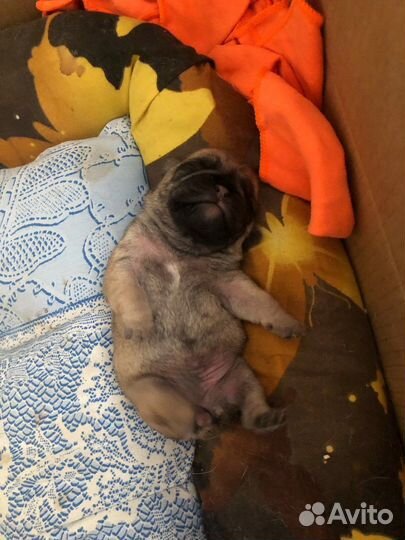 Щенки мопса