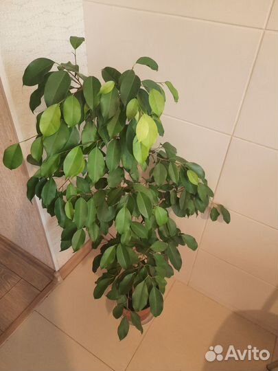 Фикус бенджамина