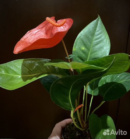 Антуриум Шерцера разные сорта