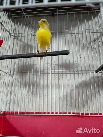 Гибрид щегла и канарейки
