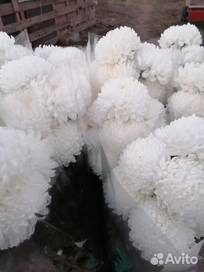 Продаётся цветы