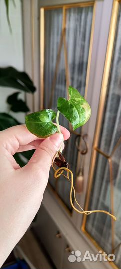 Сингониумы 1