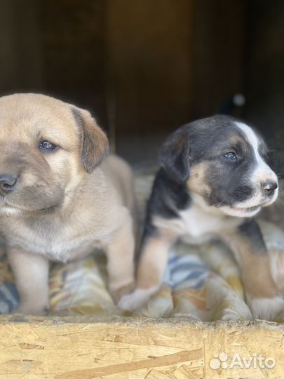 Щенки алабая