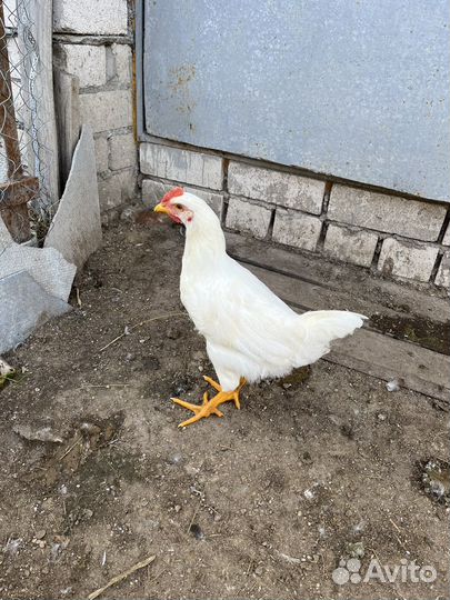 Куры петухи