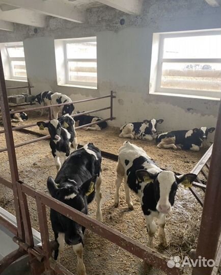 Бычки на откорм