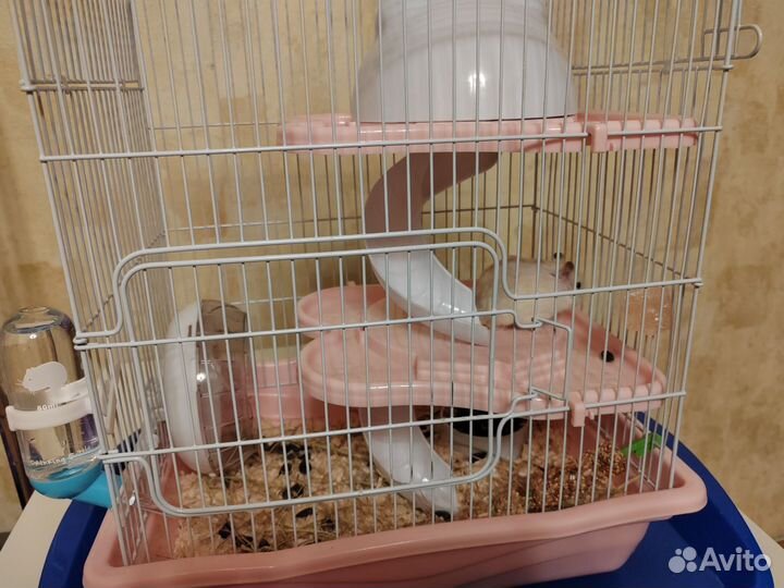 Джунгарик Карамелька + все необходимое