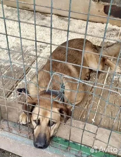 Помощь собакам из приюта