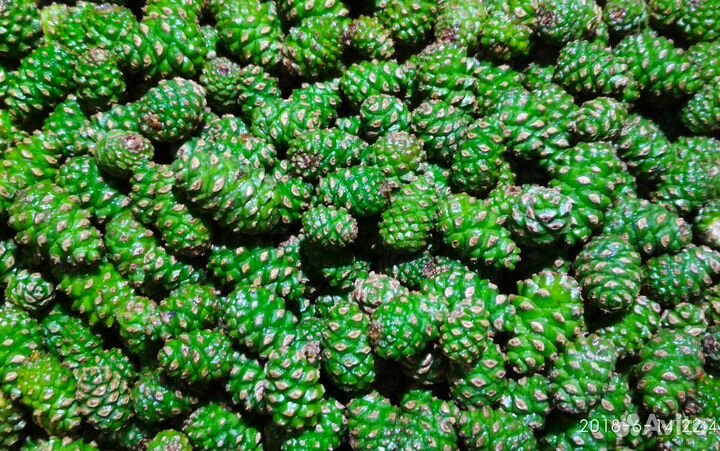 Сосновые шишки и почки