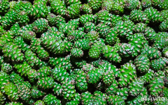 Сосновые шишки и почки