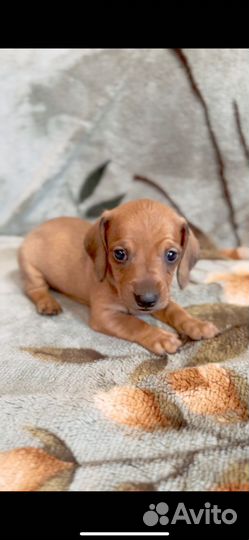 Щенки кроличьей таксы