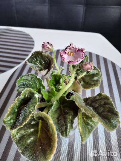 Сортовые фиалки