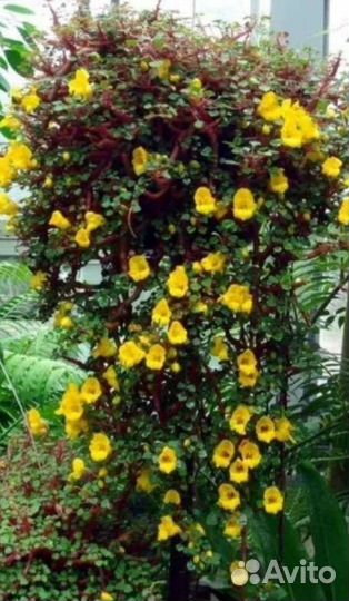 Абутилон, бальзамин ампельный орхидейный